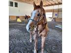 Adopt Shannon a Quarterhorse / Mixed horse in Quakertown, PA (38622720)