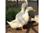 Adopt Mcdonald a Duck bird in Quakertown, PA (38622708)