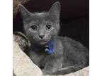 Adopt Elisif NRHS (Natasha's kitten) a Gray or Blue Domestic Shorthair / Mixed