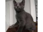 Adopt Fjola NRHS (Natasha's kitten) a Gray or Blue Domestic Shorthair / Mixed