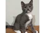 Adopt Illia NRHS (Natasha's kitten) a Gray or Blue Domestic Shorthair / Mixed