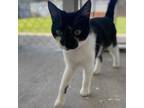 Adopt Noir a All Black Domestic Shorthair / Mixed cat in Laredo, TX (38622641)