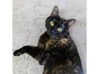 Adopt Brandy a Tortoiseshell Domestic Shorthair / Mixed cat in Laredo