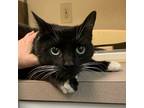 Adopt ZZ a Domestic Shorthair / Mixed cat in Salisbury, MD (38622508)