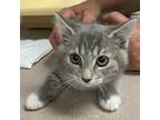 Adopt Sparrow a Domestic Shorthair / Mixed cat in Salisbury, MD (38622507)