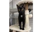 Adopt Gloria a All Black Domestic Mediumhair / Mixed cat in Stockton