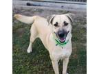 Adopt Molly a Red/Golden/Orange/Chestnut Shepherd (Unknown Type) / Mixed Breed