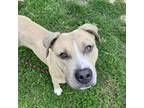 Adopt Preet a Tan/Yellow/Fawn Pit Bull Terrier / Mixed dog in Philadelphia