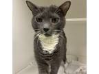 Adopt Zoe a Gray or Blue Domestic Shorthair / Mixed cat in Philadelphia