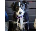 Adopt Hasta La Vista Baby a Black Australian Shepherd / Poodle (Miniature) /