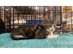 Adopt Maya a Gray, Blue or Silver Tabby Tabby (short coat) cat in Cerritos