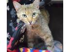Adopt Spider-Woman a Brown or Chocolate Domestic Shorthair / Domestic Shorthair