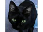 Adopt Chloe a All Black Domestic Shorthair / Mixed cat in Mocksville