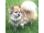Adopt Kobe a White - with Tan, Yellow or Fawn Pomeranian / Mixed dog in