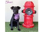 Adopt Shari a Black - with White Patterdale Terrier (Fell Terrier) / Mixed dog