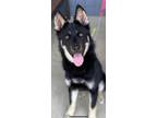 Adopt CJ~ Courtesy Post~ a Black - with Tan, Yellow or Fawn Husky / Shepherd