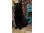 Adopt Boba a All Black Domestic Shorthair (short coat) cat in Monrovia