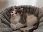 Adopt Fuzzball a Calico or Dilute Calico Domestic Shorthair (short coat) cat in