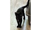 Adopt Doc “Sunflower” Hudson a All Black Domestic Shorthair (short coat) cat