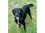 Adopt Mitzi a Black - with White Labrador Retriever / Mixed dog in Jay