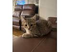 Adopt Podrick a Brown Tabby Domestic Shorthair (short coat) cat in Columbus