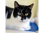 Adopt Reese a Domestic Shorthair / Mixed (short coat) cat in St.