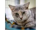 Adopt Diana a Domestic Shorthair / Mixed (short coat) cat in St.