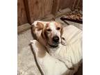 Adopt Laika a Red/Golden/Orange/Chestnut - with White Beagle / Hound (Unknown