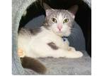 Adopt Bugsy a Gray or Blue (Mostly) Domestic Shorthair (short coat) cat in
