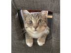 Adopt Hunter a Gray, Blue or Silver Tabby Tabby (short coat) cat in Costa Mesa