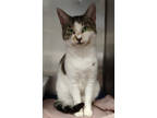 Adopt Taz a White Domestic Shorthair / Domestic Shorthair / Mixed cat in Pomona
