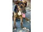 Adopt Ivy a Tricolor (Tan/Brown & Black & White) Australian Shepherd / Shepherd