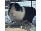 Adopt Harley a Guinea Pig small animal in Walker, MI (38619995)
