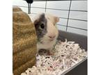 Adopt Olso a Guinea Pig small animal in Walker, MI (38619994)