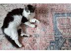 Adopt Freyja a Black & White or Tuxedo Domestic Shorthair (medium coat) cat in