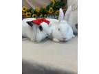Adopt Morgan a White New Zealand / Mixed (short coat) rabbit in North Lima