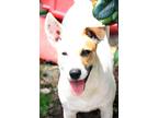 Adopt Kodi a White - with Tan, Yellow or Fawn Terrier (Unknown Type