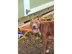 Adopt Jeanie a Red/Golden/Orange/Chestnut - with White American Staffordshire