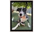 Adopt Lila a Black - with White Terrier (Unknown Type, Medium) / Mixed dog in