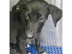 Adopt Bass a Black Labrador Retriever / Mixed dog in Groton, CT (38619477)
