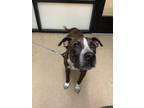Adopt Reno a Brindle American Pit Bull Terrier / Mixed dog in Fort Worth