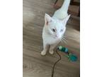 Adopt Barnaby Jones a White Domestic Shorthair (short coat) cat in Los Angeles