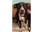 Adopt Stone a Black - with White American Pit Bull Terrier / Mixed dog in