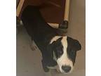 Adopt Van Halen a Black - with White Border Collie / Mixed dog in Groton