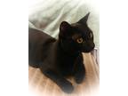 Adopt JiJi a All Black Domestic Shorthair (short coat) cat in Monrovia