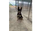 Adopt Zipper a Black - with Brown, Red, Golden, Orange or Chestnut Blue Heeler /