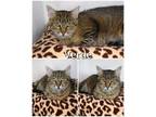 Adopt Verde a Tan or Fawn Tabby Domestic Shorthair (short coat) cat in Saint