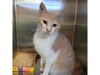 Adopt Magnus a Tan or Fawn Tabby Domestic Shorthair / Mixed cat in Westminster