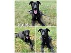 Adopt Caleb a Black Labrador Retriever / Mixed dog in Saint James, MO (38618366)