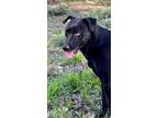 Adopt Levi a Black Labrador Retriever / Mixed dog in Niagara On The Lake